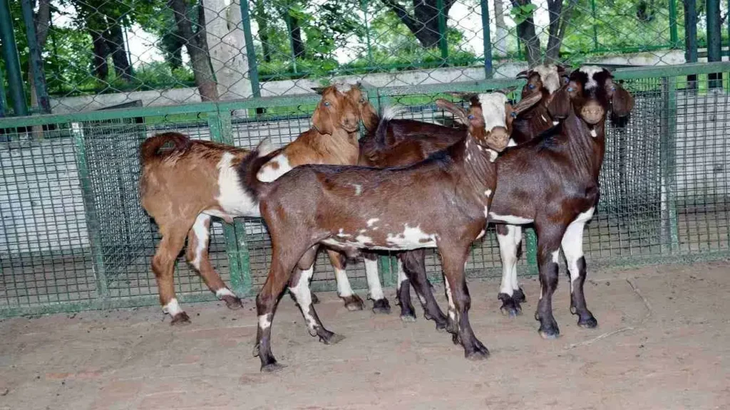 राजस्थान बकरी पालन योजना